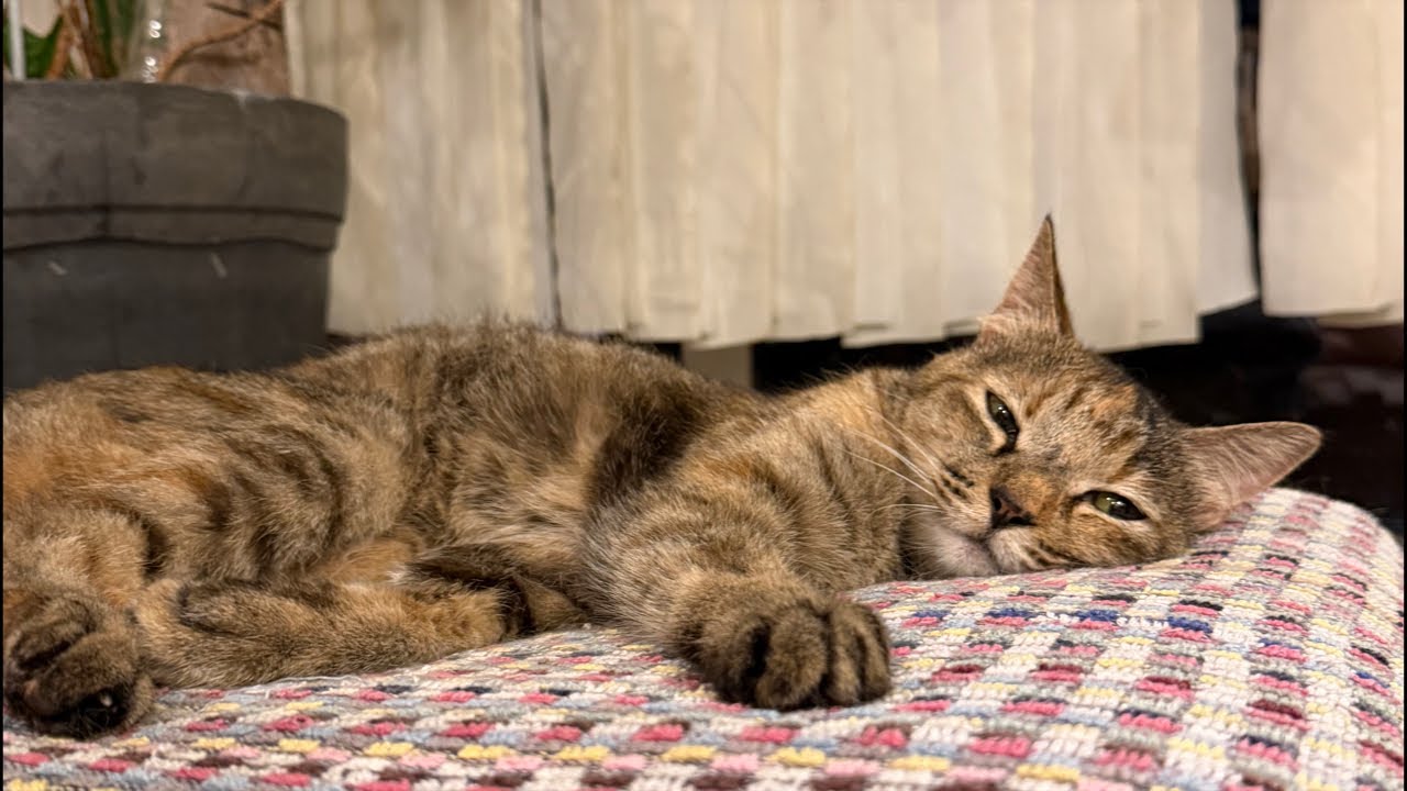 LIVE Streaming with 27 Cats: A Question from My Wife to You All