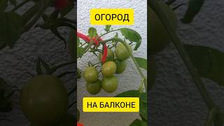 ОГОРОД НА БАЛКОНЕ