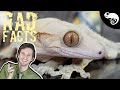 Crested Geckos - 22 Stinkin' Rad Facts!