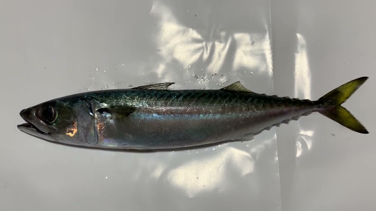 動画魚類図鑑NO.49 マサバ - YouTube