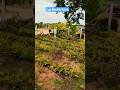 Gupta's Nature Empire Resort farmhouse  Gatted community plot's more  info call :9948975005