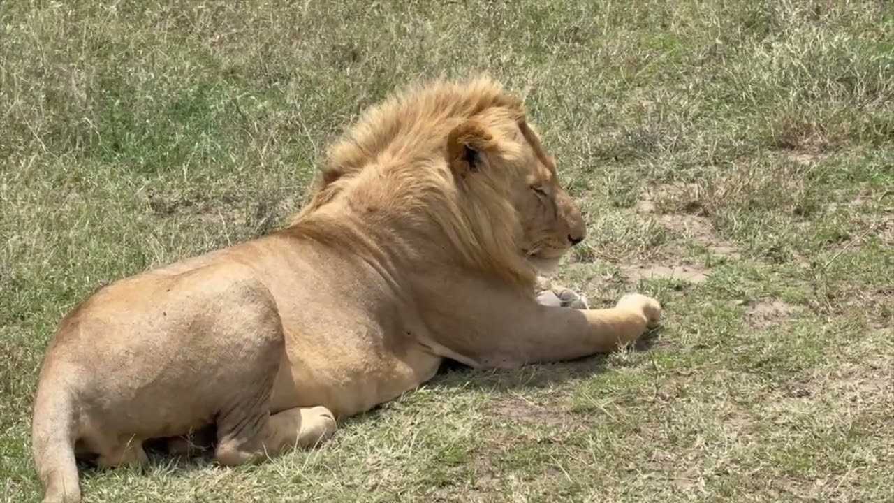 Tanzania National Parks Safari 2025