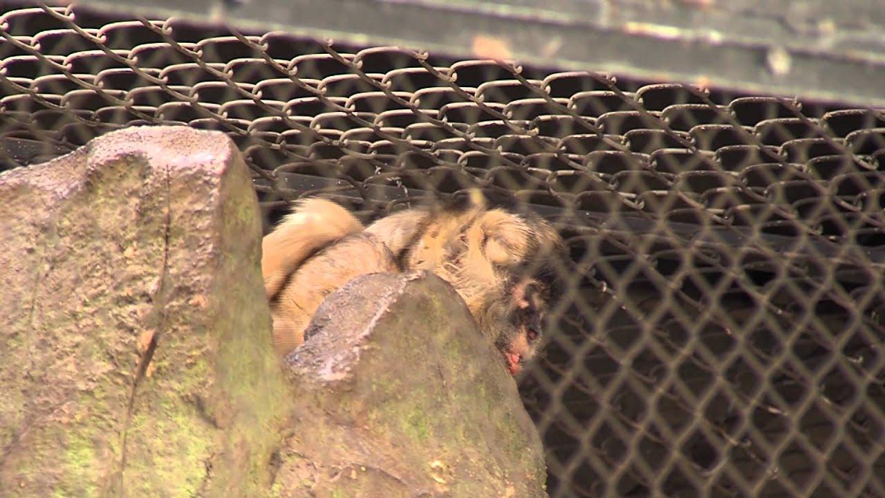 Glen Oak Zoo News Segment