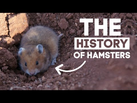 The History Of Hamsters