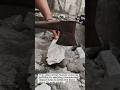 Manual Concrete Block Splitting with Axe #Concrete #Construction #DIY