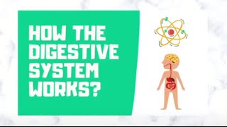 How the Digestive System Works