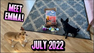 We Got Another Dog! | July 2022 Barkbox Unboxing