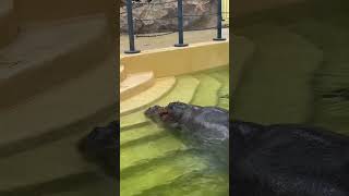 Hippo On The Steps / Бегемот На Ступеньках