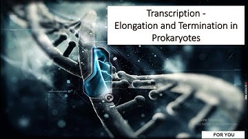 Transcription | Lecture 3 - Elongation and Termination in Prokaryotes (CSIR-NET)