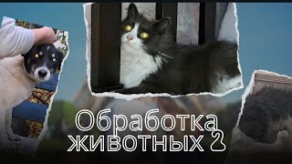 Обработка животных 2. Кнопка съела мышь. Последнее видео в этом году. Всех с Новым годом)))