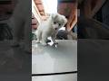 Indian Spitz puppy Pocket Rocket: Raising Your Indian Spitz Puppy #indianspitz #spitz #shortvideo