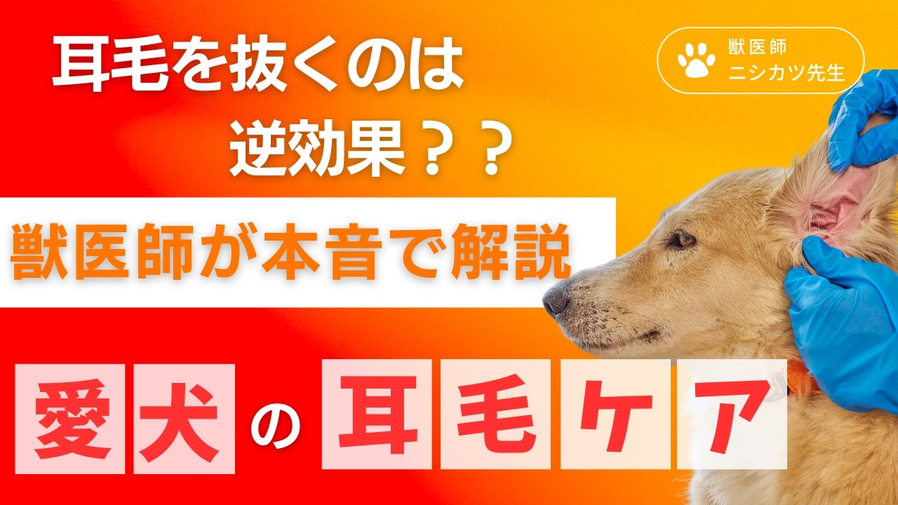 耳毛を抜くのは逆効果！？　獣医師が本音で解説【愛犬の耳毛ケア】