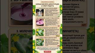🥒БОРНАЯ КИСЛОТА для ОГУРЦОВ: 4 рецепта для Обильного ПЛОДОНОШЕНИЯ и ЗАЩИТЫ Огуречных Плетей🥒