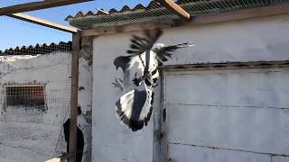 Ağır Çekimde Güvercin Taklası Maşallah Süper Takla Atıyor Taklacı Kuş