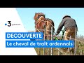 Le retour du cheval de trait ardennais