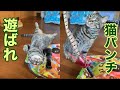 おもちゃに遊ばれる猫の猫パンチリベンジがかわいい（唐草猫ムタさん）