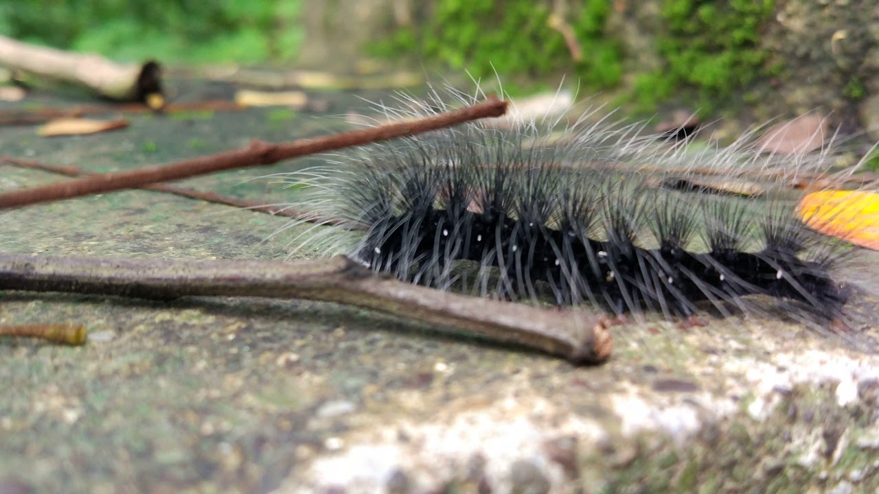 Black Hairy Caterpillar By MITHILMANIA Aarey Colony 2019 YouTube