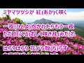 霧島連山 風が哭く/西川ひとみ カラオケ(♯3)
