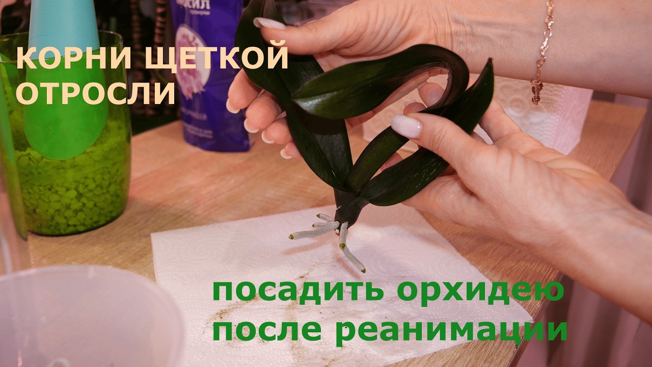Как посадить маленькие нарощенные корни орхидеи. Удачная реанимация. Не погубить отросшие корни.