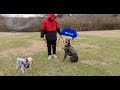 VLOG: STEEZY, The Blue Doberman puppy is finally lifting his leg! **11 Months**