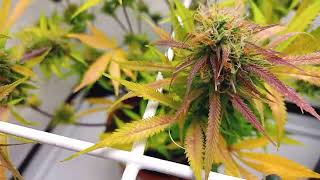 HomegrowGermany //MAC & CRACK //   RUNTZ XXL // Tankstellen Seeds// OIL // AUCH BEI MIR IST HERBST