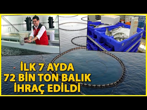 Muğla'dan Balık İhracatında 7 Ayda 463 Milyon Dolarlık Gelir Elde Edildi