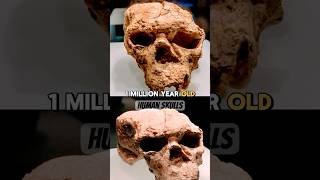 1 MILLION-Year-Old Human Skull Rewrites History...#ancienthumans #millionyearoldskull #discovery