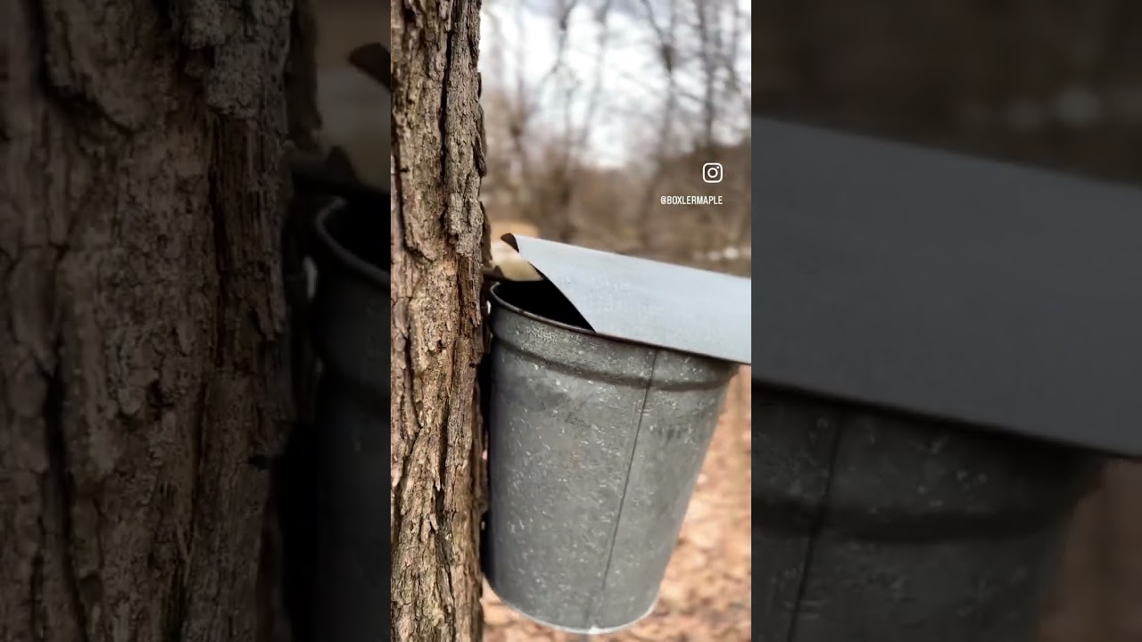 Sap is starting to flow 🍁 