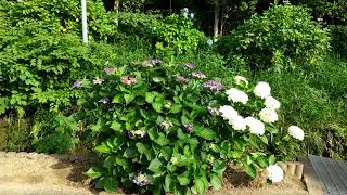 岩出散歩 緑化センターの紫陽花の小路を歩いてみた 21 6 7 Youtube 岩出散歩 緑化センターの紫陽花の小路を歩いてみた 21 6 7 Youtube