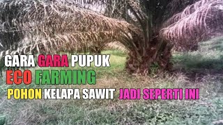 Perbandingan Pohon Kelapa  Sawit yang Pakai Pupuk Eco farming dan yang pakai pupuk Kimia