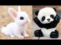 आज ही पाल लो इन बेहद प्यारे जानवरो को! TOP 10 CUTEST EXOTIC ANIMALS YOU CAN OWN LEGALLY