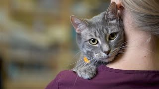 Welcome to Glenview Animal Hospital