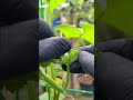 "What kind of insect is this? It has come to lay eggs on the cucumber leaf"#ytshorts