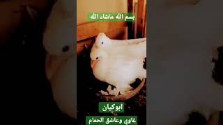 بسم الله ماشاء الله ☆حمام شقلباظ ساكسون