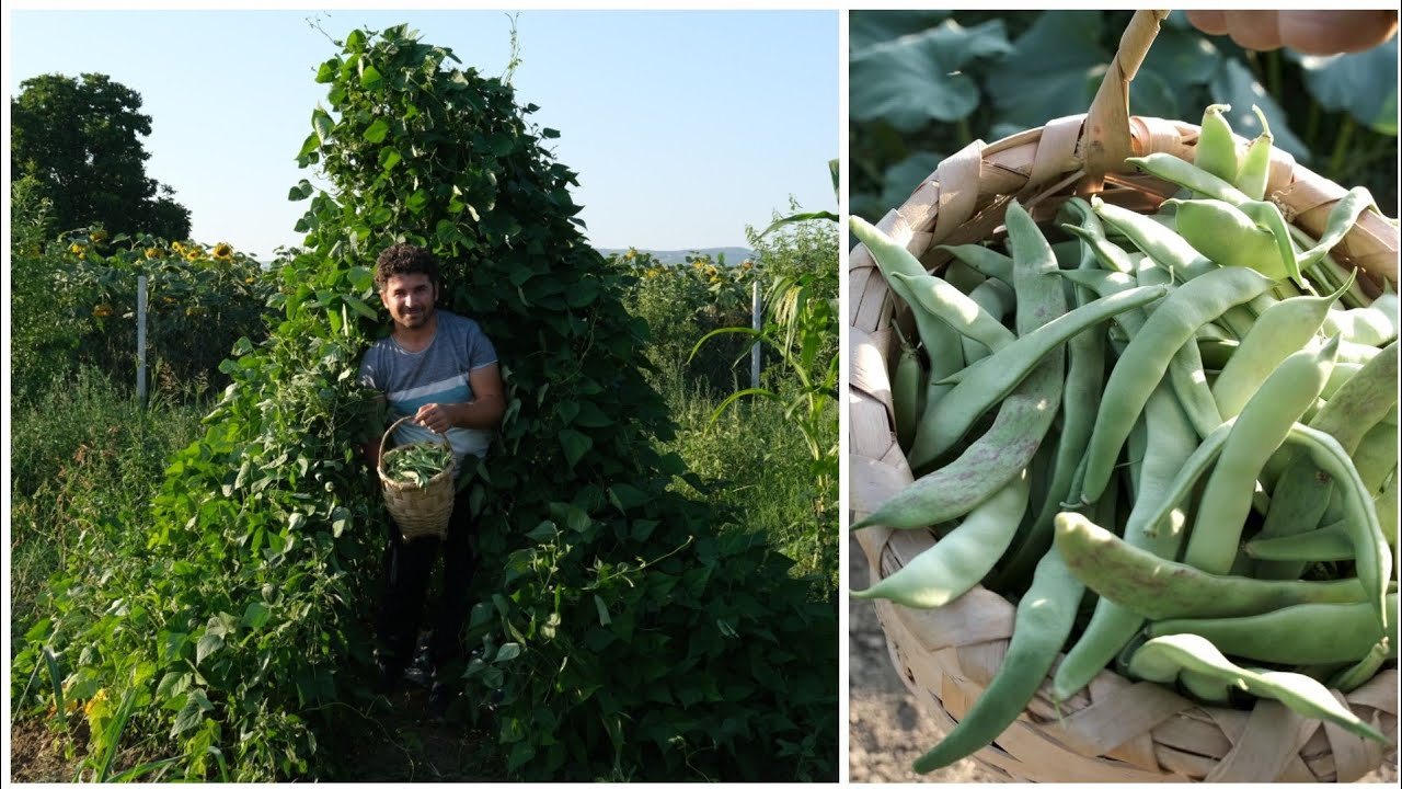 Fasulyeden Çadır Yaptık , Hem Oturduk Hem Topladık