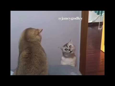 Tiny bubbles