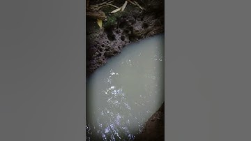 menemukan sarang ular piton pemakan ternak