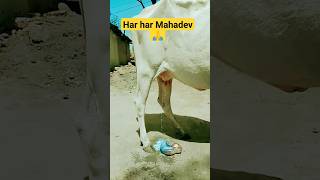 Har har Mahadev #harharmahadev #mahadev #shiv #ytshorts #shorts #bholenath