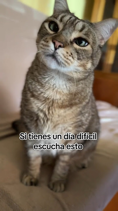 7 FRASES MARCANTE DO GATO DE BOTAS #shortsvideo #short #shorts