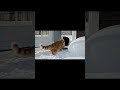 Cat Fails Compilation🐱😂 #cat #cute #funny #kitten #cutecat #catsofyoutube #catbloopers #catfails
