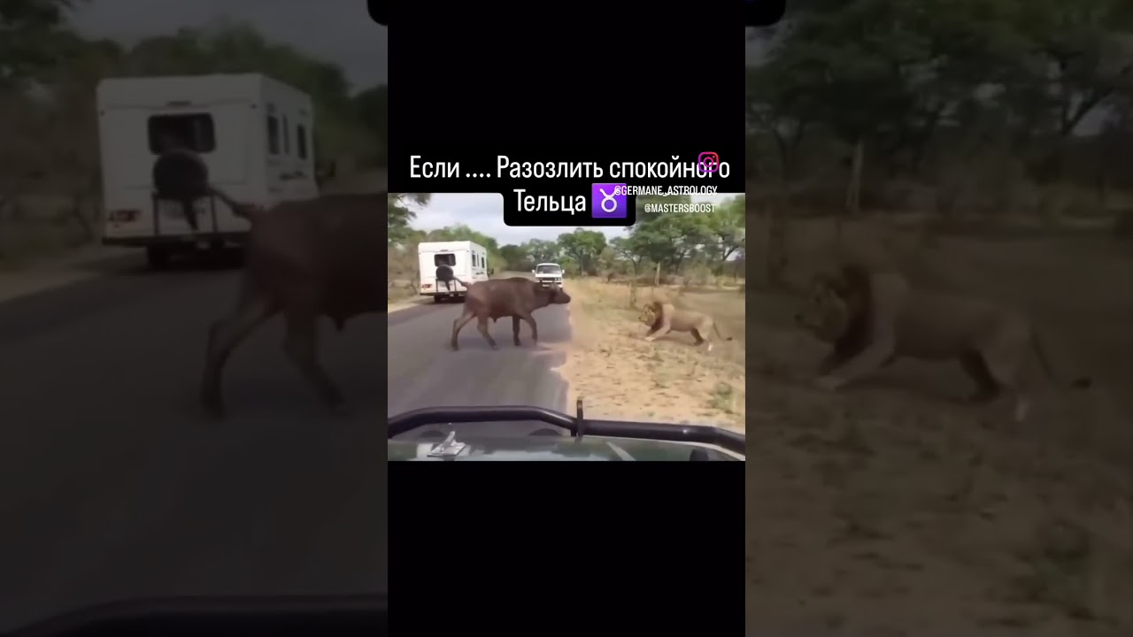Если разозлить спокойного Тельца ♉️  