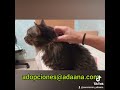 Misin #gatos #cat