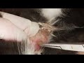犬からワームを取り除くRemoving Mangoworm In Dog 02 犬からワームを取り除くRemoving Mangoworm In Dog 02