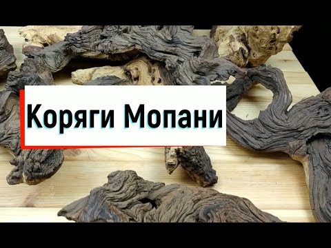 Video: Мопани жыгачын кошо аласызбы?