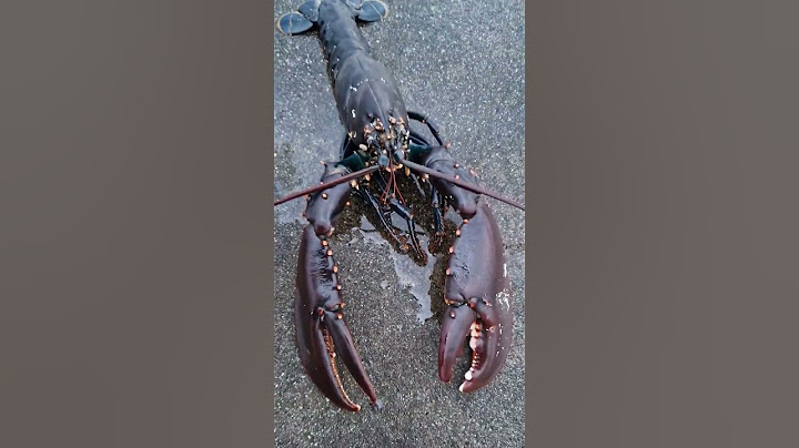 Lobster vs Crab 🦀 🦞👍#shorts
