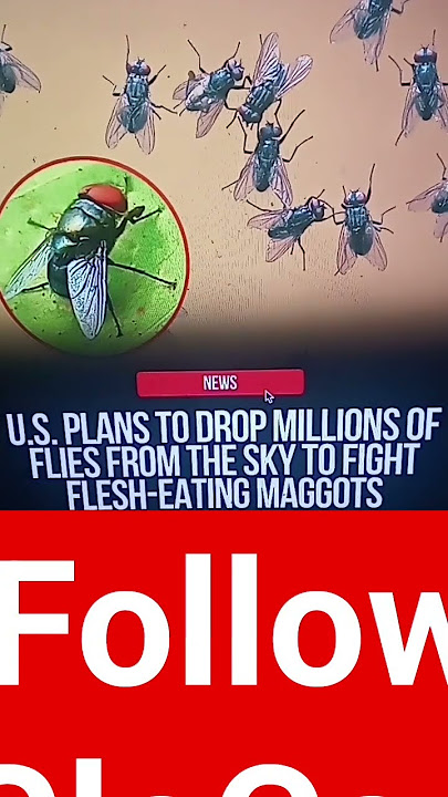 AS berencana menjatuhkan jutaan lalat dari langit untuk melawan belatung pemakan daging😱#maggots