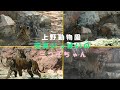【上野動物園】元気に遊びまわる三つ子のトラ