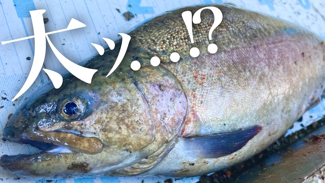 巨大ゴン太濃厚赤身のロックトラウトを釣ってちゃんちゃん焼き作ったら旨すぎた【エリアトラウト】【管理釣り場】