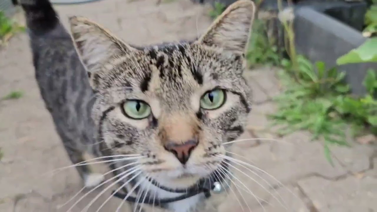 Yasis Garden 2025 Teil 5.