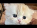 話題のふうちゃんBaby🐱